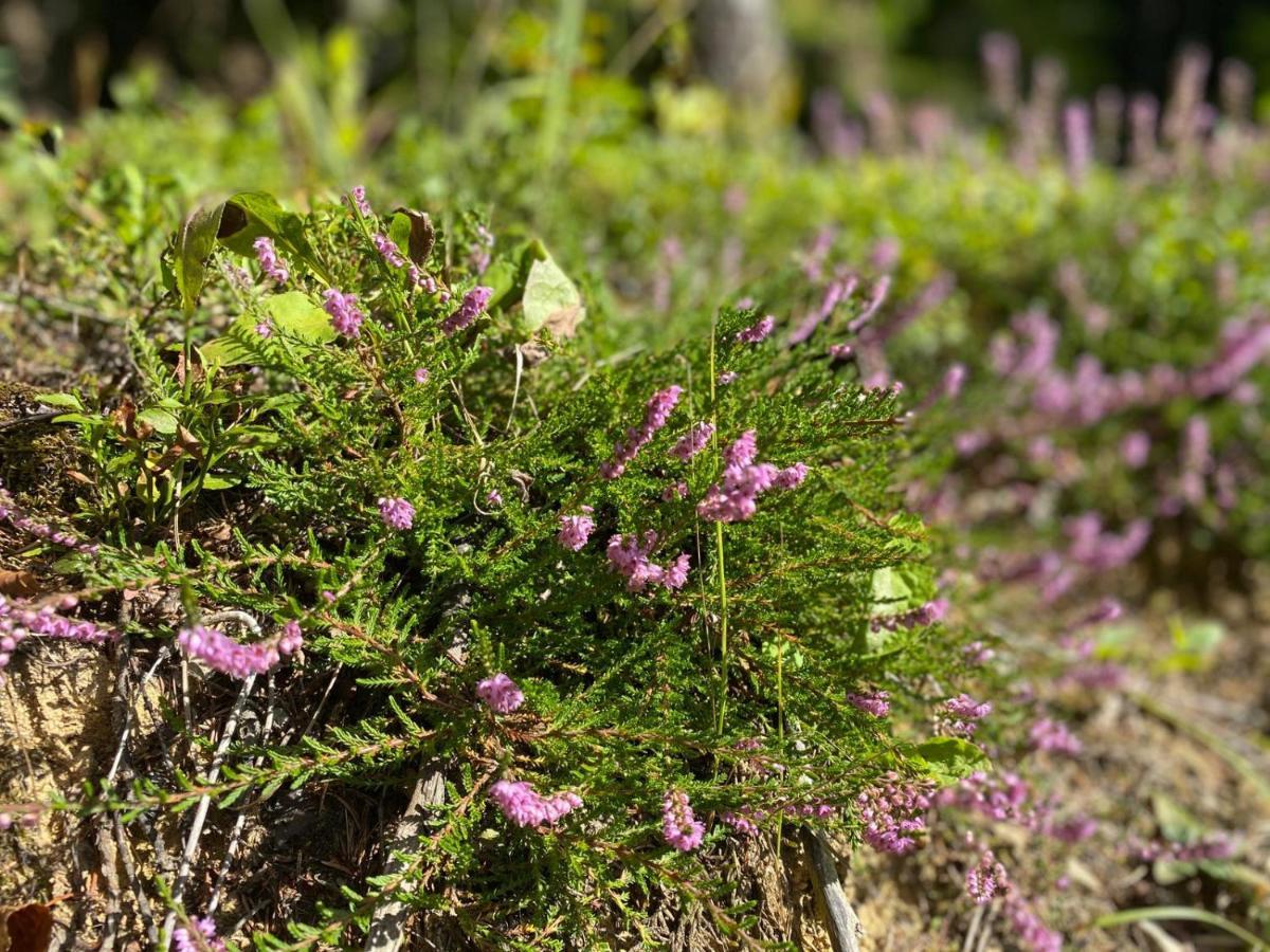 Pine Lodge Hlevci Dış mekan fotoğraf