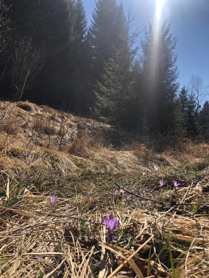 Pine Lodge Hlevci Dış mekan fotoğraf